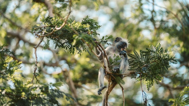 Zanzibar red colobus monkey in Jozani Forest