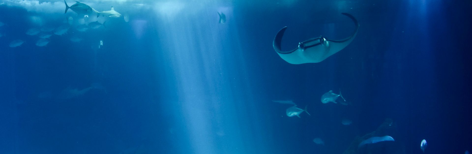 Explore a serene underwater world featuring elegant manta rays and marine life.