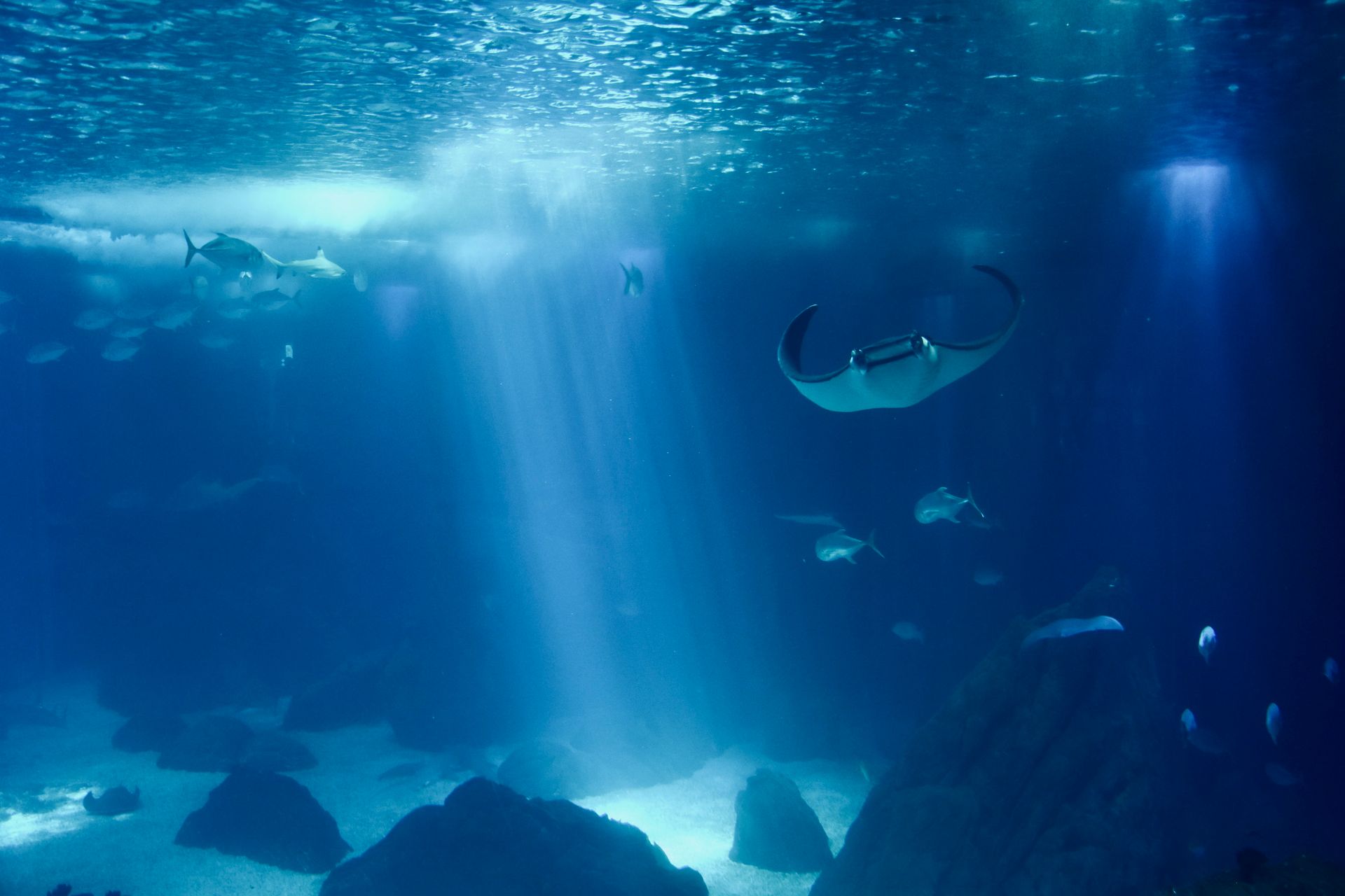 Underwater reef at Saint Helena Island