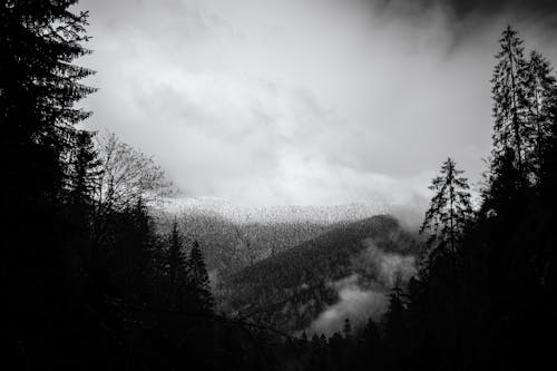 Landscape of Snowy Mountains and Forests 