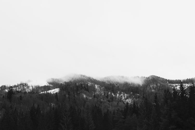 Treetops Of Forest In Winter