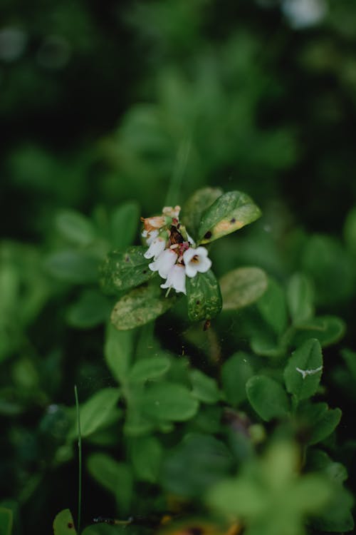 Hoa Trắng Với Lá Xanh