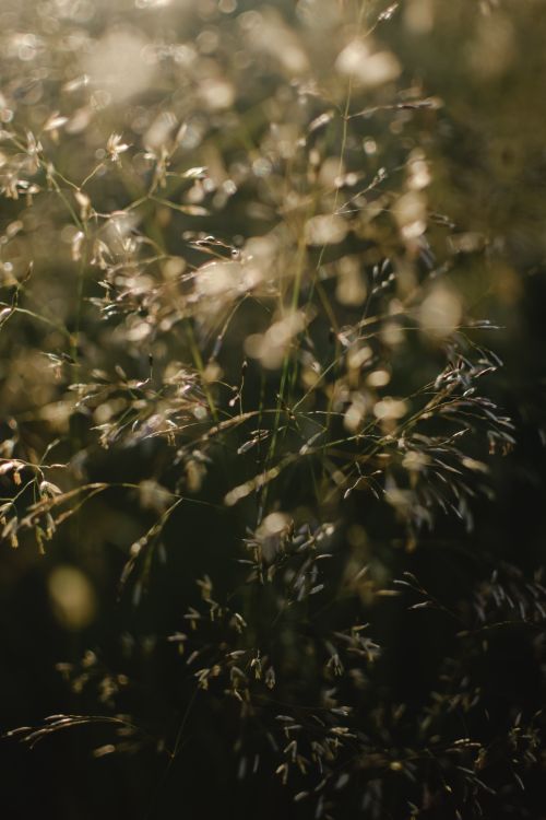 Free A delicate close-up of grass in the sunlight, showcasing a dreamy, natural setting. Stock Photo