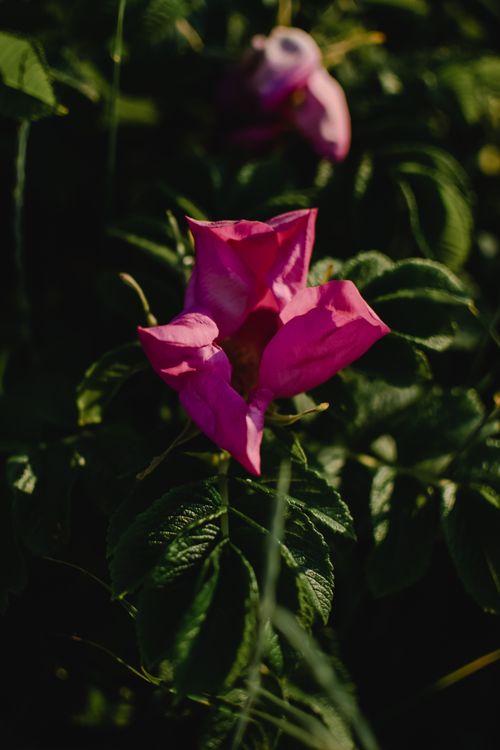 Free Close-up of a vivid pink flower blooming against lush green leaves in natural light. Stock Photo