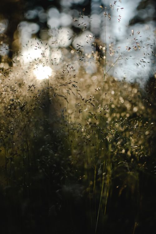 Free Lush meadow grasses in Estonia backlit by the warm glow of sunset. Stock Photo