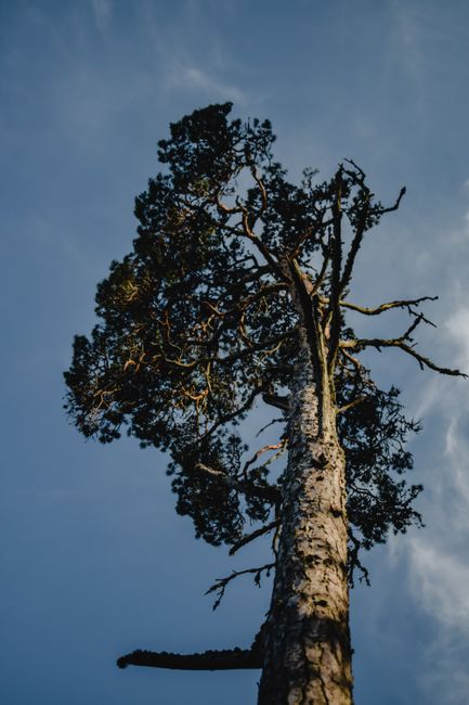 Low angle view of a solitary pine tree set against a serene blue sky, captured in Estonia.