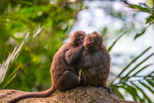 無料 サル, バーバリーマカク, 動物の写真の無料の写真素材 写真素材
