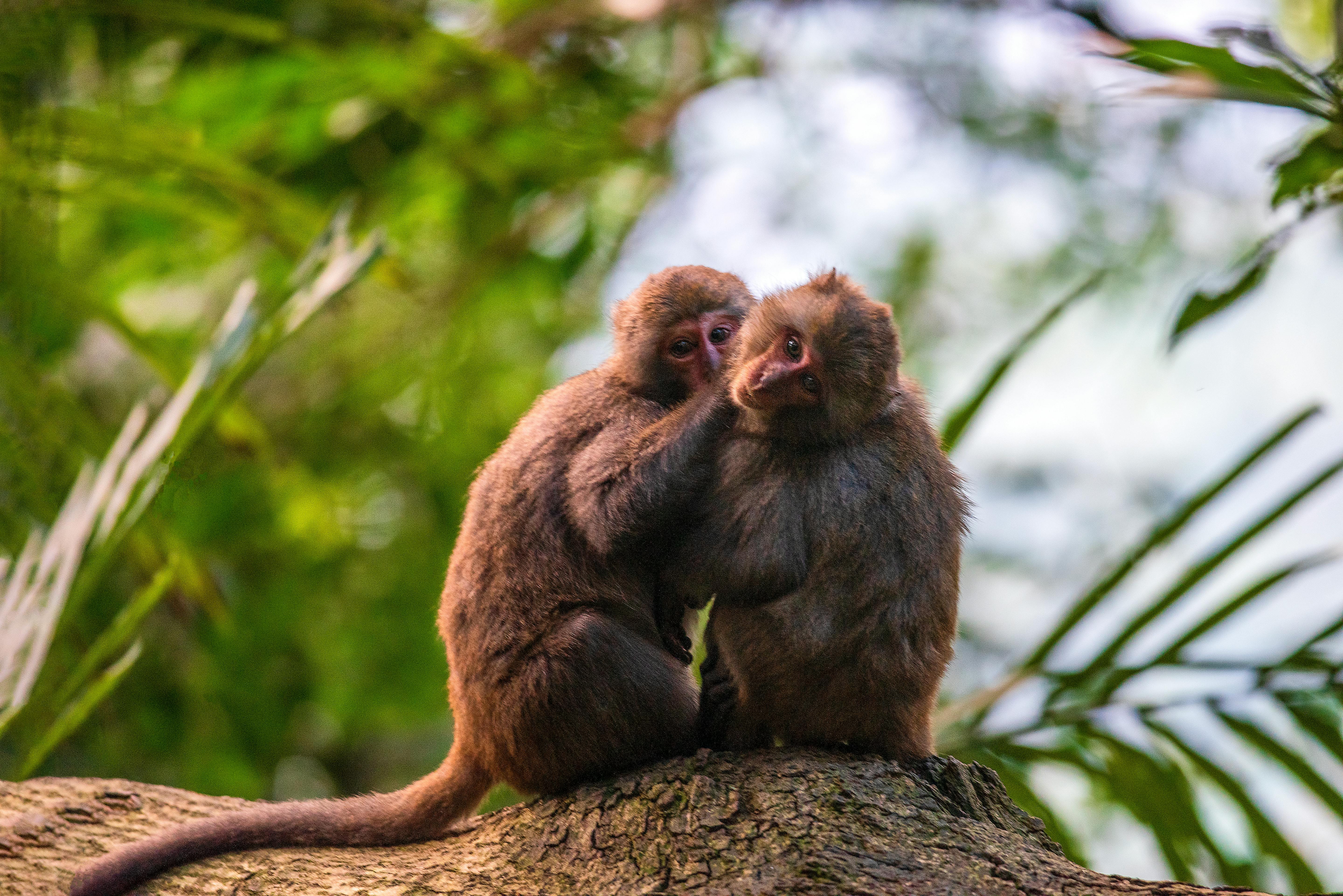 3.000+ melhores imagens de Macaco · Download 100% grátis · Fotos  profissionais do Pexels