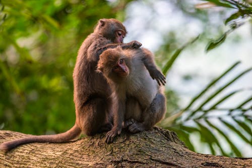 Darmowe zdjęcie z galerii z dzika przyroda, fotografia zwierzęcia, makak berberyjski