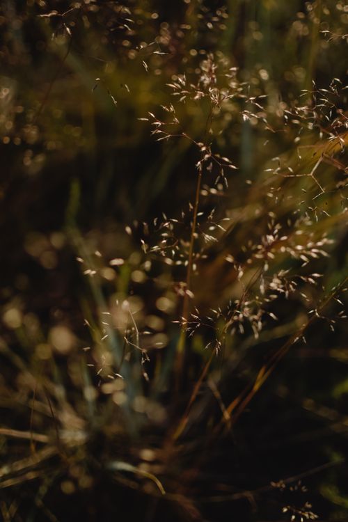 Free Artistic close-up of summer grass in an Estonian meadow, capturing the warmth of the season. Stock Photo