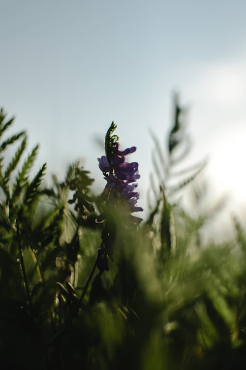 Purple Flowers in Close Up Photography