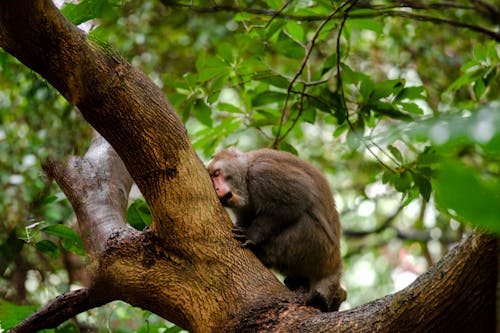 Brown Monkey on Tree