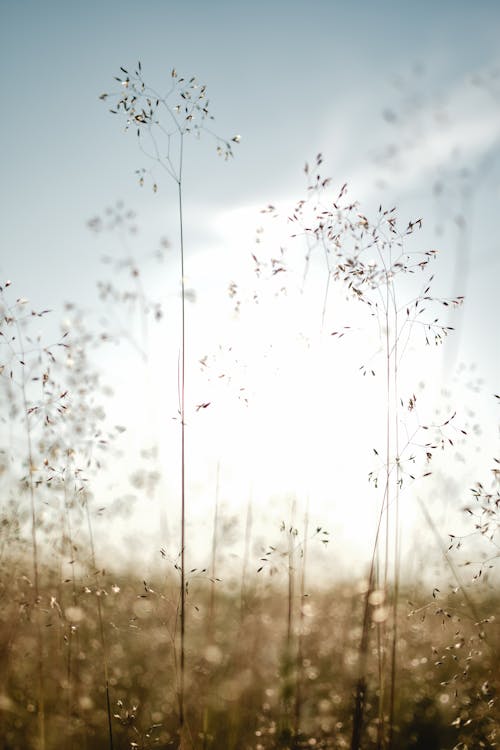 Grass in the Sunlight 