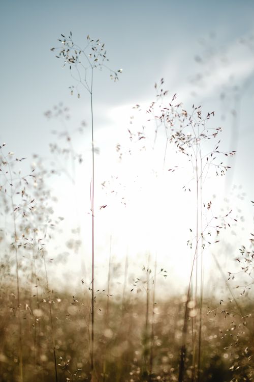 Free Peaceful sunlit grass against a calm sky, captured in Estonia's scenic landscape. Stock Photo