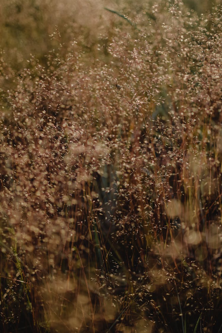 Grass In A Field 