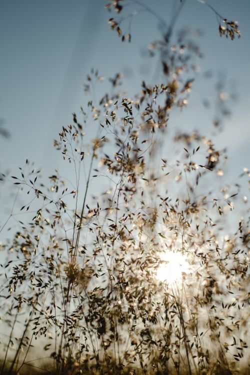 Free Golden sunlight shining through delicate grass in an Estonian meadow. Stock Photo