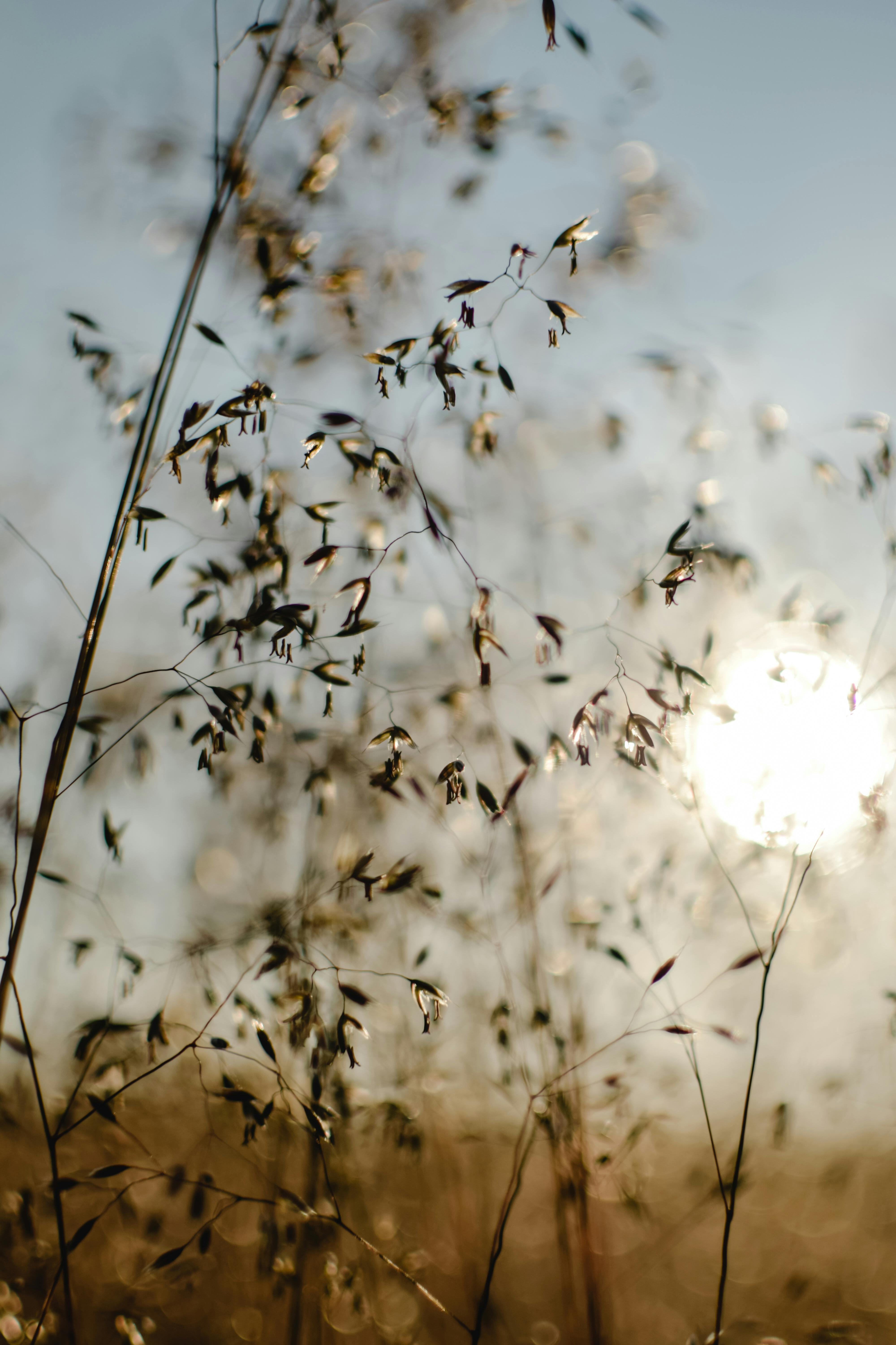 A serene view of wild grasses in golden sunlight, captured outdoors in Estonia.