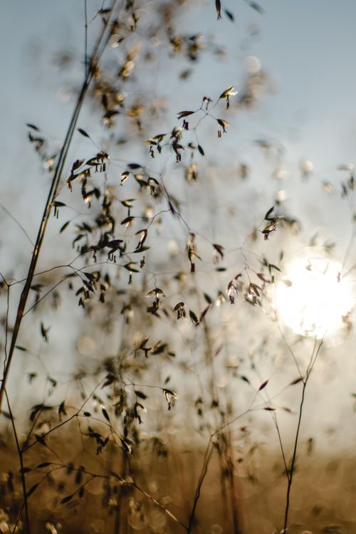 Free A serene view of wild grasses in golden sunlight, captured outdoors in Estonia. Stock Photo