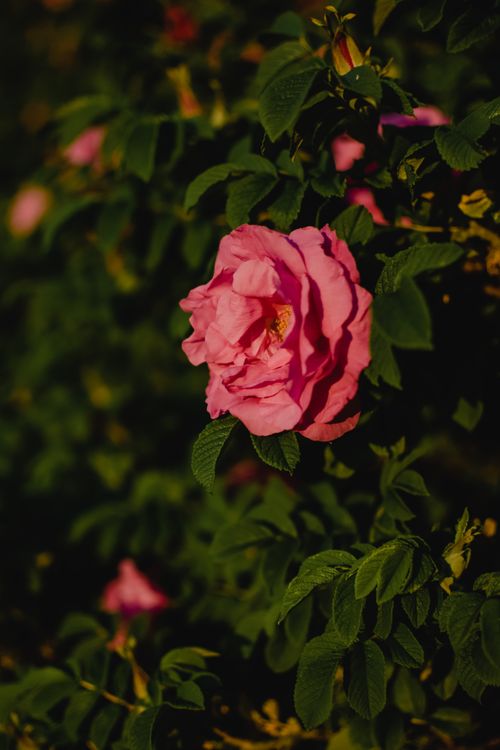 Free Close-up of a vibrant pink rose bloom surrounded by lush green foliage, captured outdoors. Stock Photo