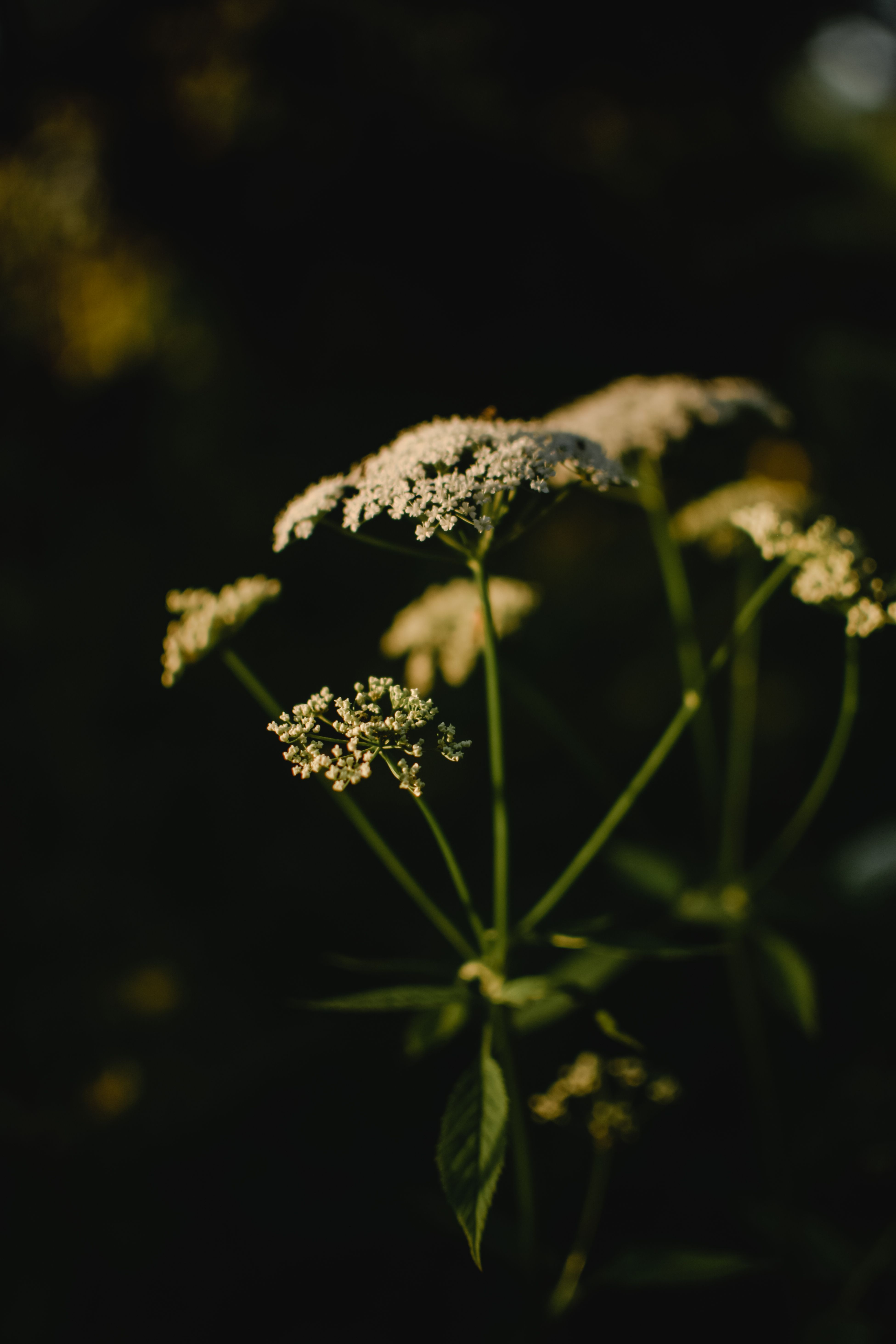 Eradicating Ground Elder (Goutweed) Organically: Surgical Removal and Strategic Barriers for Existing Flower Beds Without Disturbing Desirable Plants