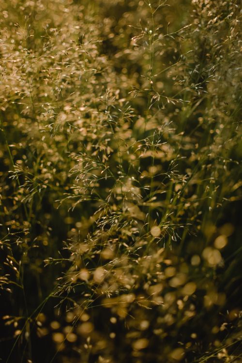 Free Serene meadow with golden grass illuminated by the warm glow of sunset, capturing nature's tranquility. Stock Photo