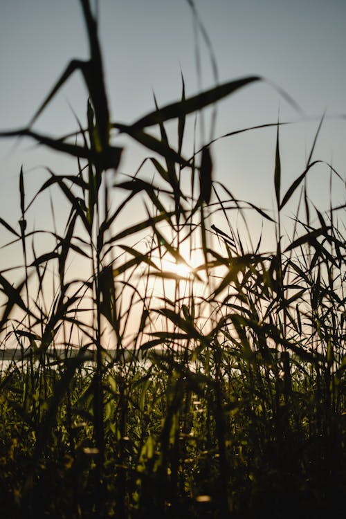 Silhouette of Grass During Sunset