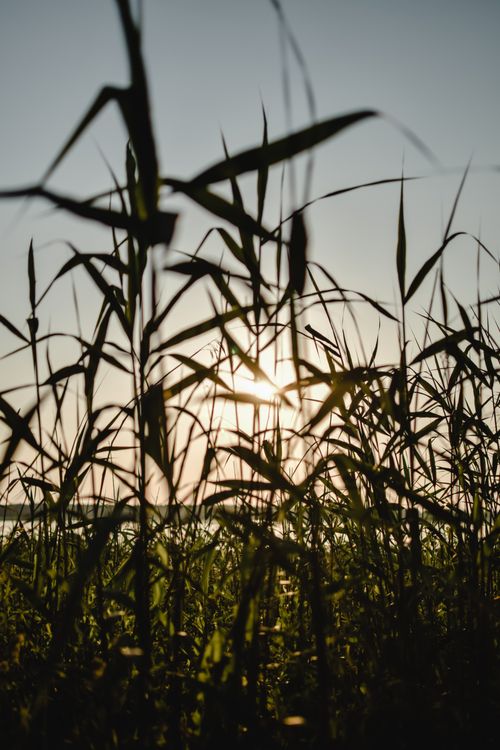 Free Serene silhouette of tall grass against a golden sunset in rural Estonia, capturing the tranquility of nature. Stock Photo