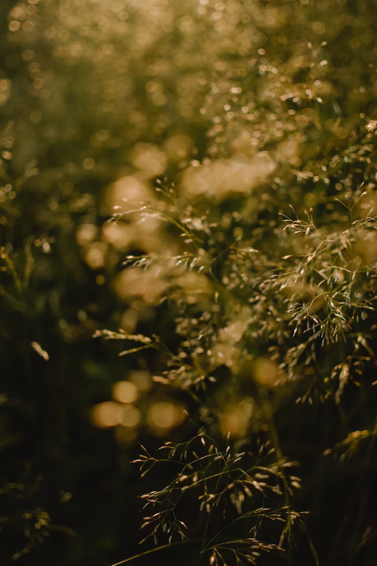 Golden Tiny Branches