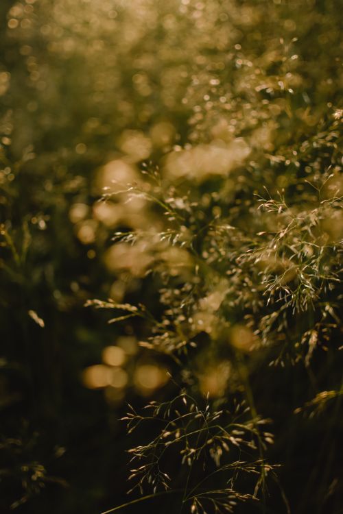 Free Sunlit grass with a golden glow captured in an Estonian meadow during golden hour, creating a serene and ethereal atmosphere. Stock Photo