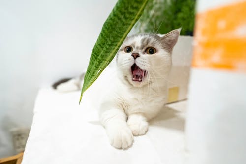 Δωρεάν στοκ φωτογραφιών με minimal, άσπρη γάτα, Γάτα Φωτογραφία από στοκ φωτογραφιών