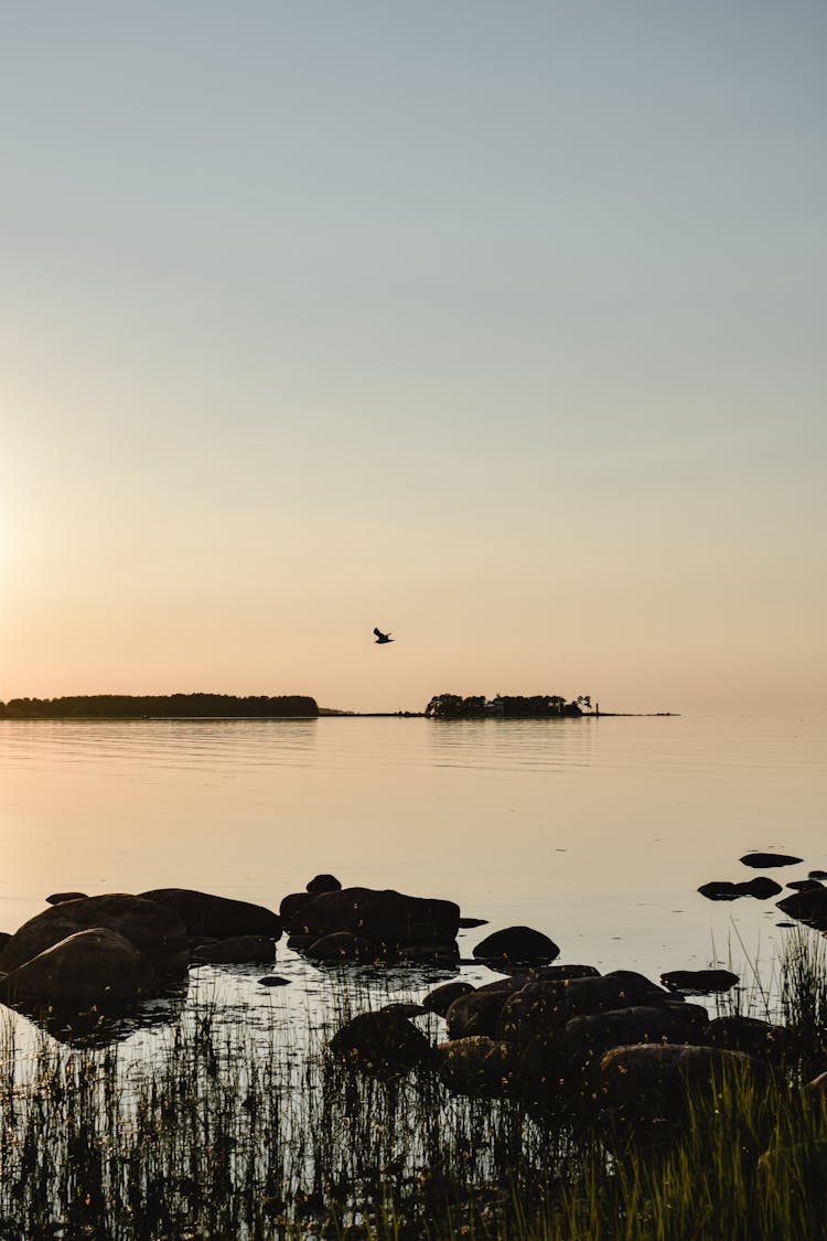 Silhouette Of A Bird Flying Over The River