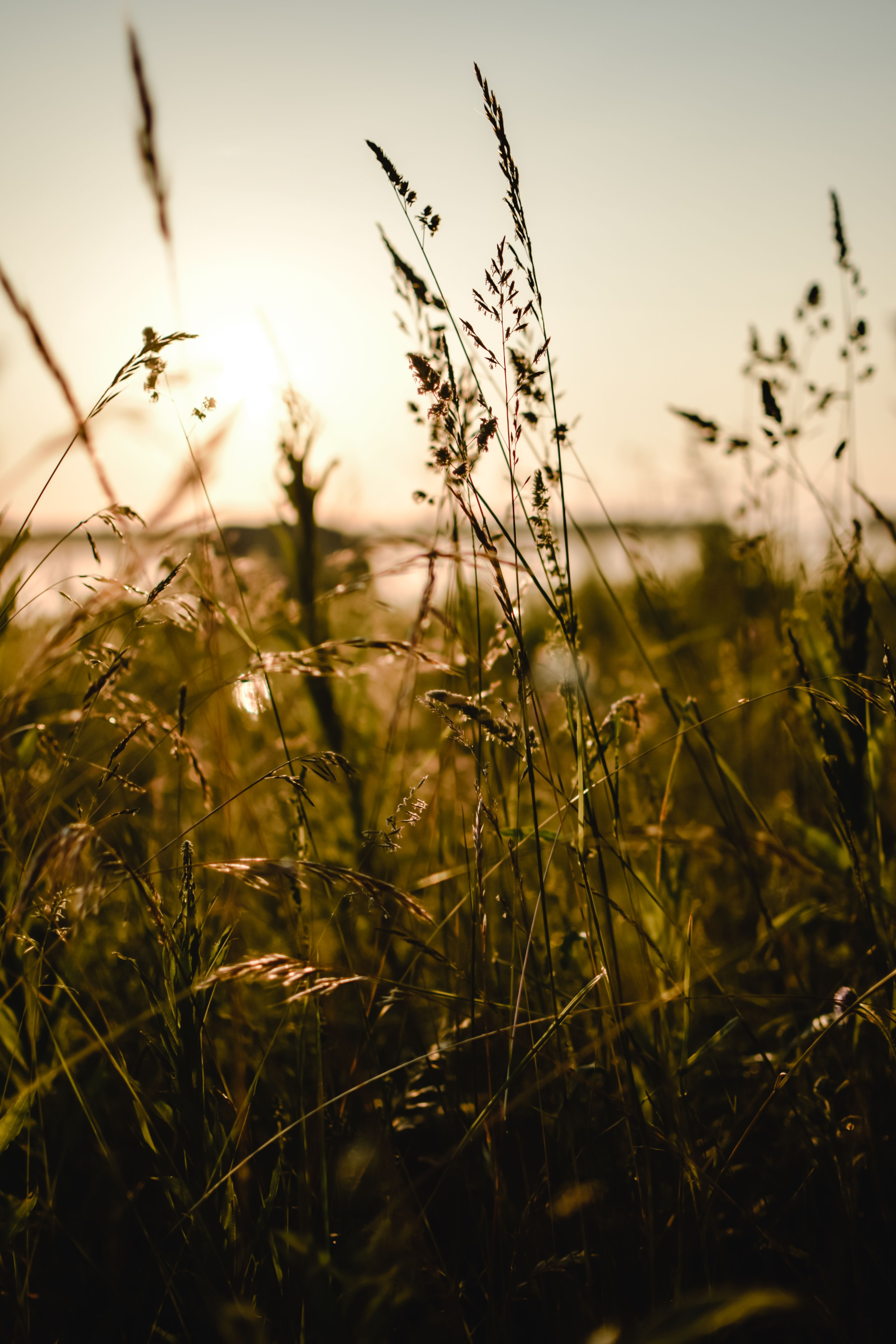 Capture of a tranquil grass field during golden hour sunset in Estonia, evoking a serene summer feel.
