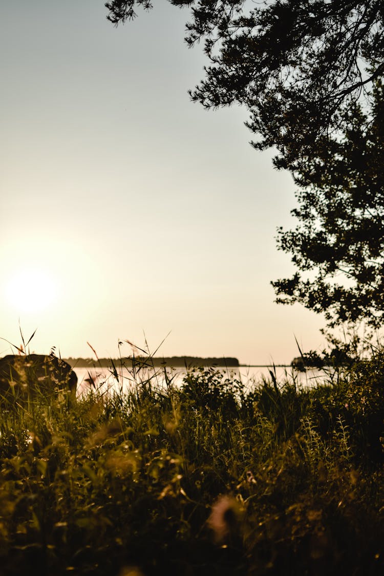 Tall Grasses Near Lake Under Golden Hour