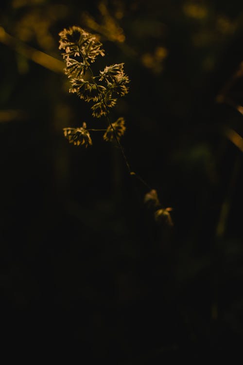 Hoa Vàng Trong ống Kính Thay đổi độ Nghiêng