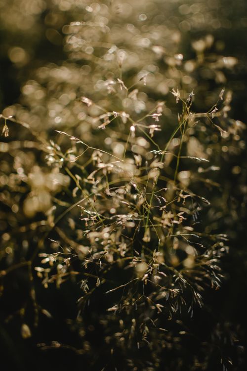 Free Beautiful close-up of golden grass with sunlight bokeh in an Estonian field. Stock Photo