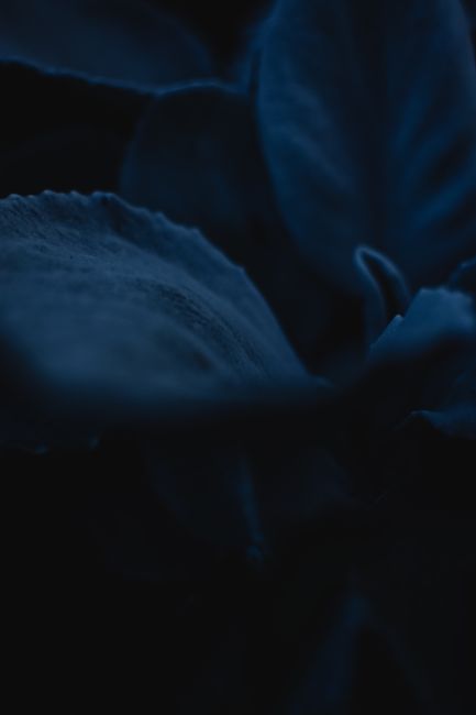 A dark, moody close-up of plant foliage in Helsinki, capturing intricate leaf textures.
