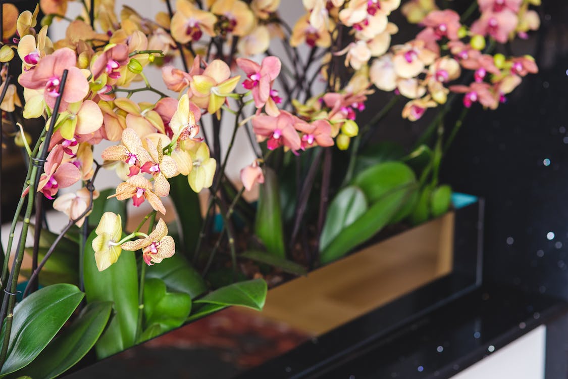 Beautiful yellow orchid flowers