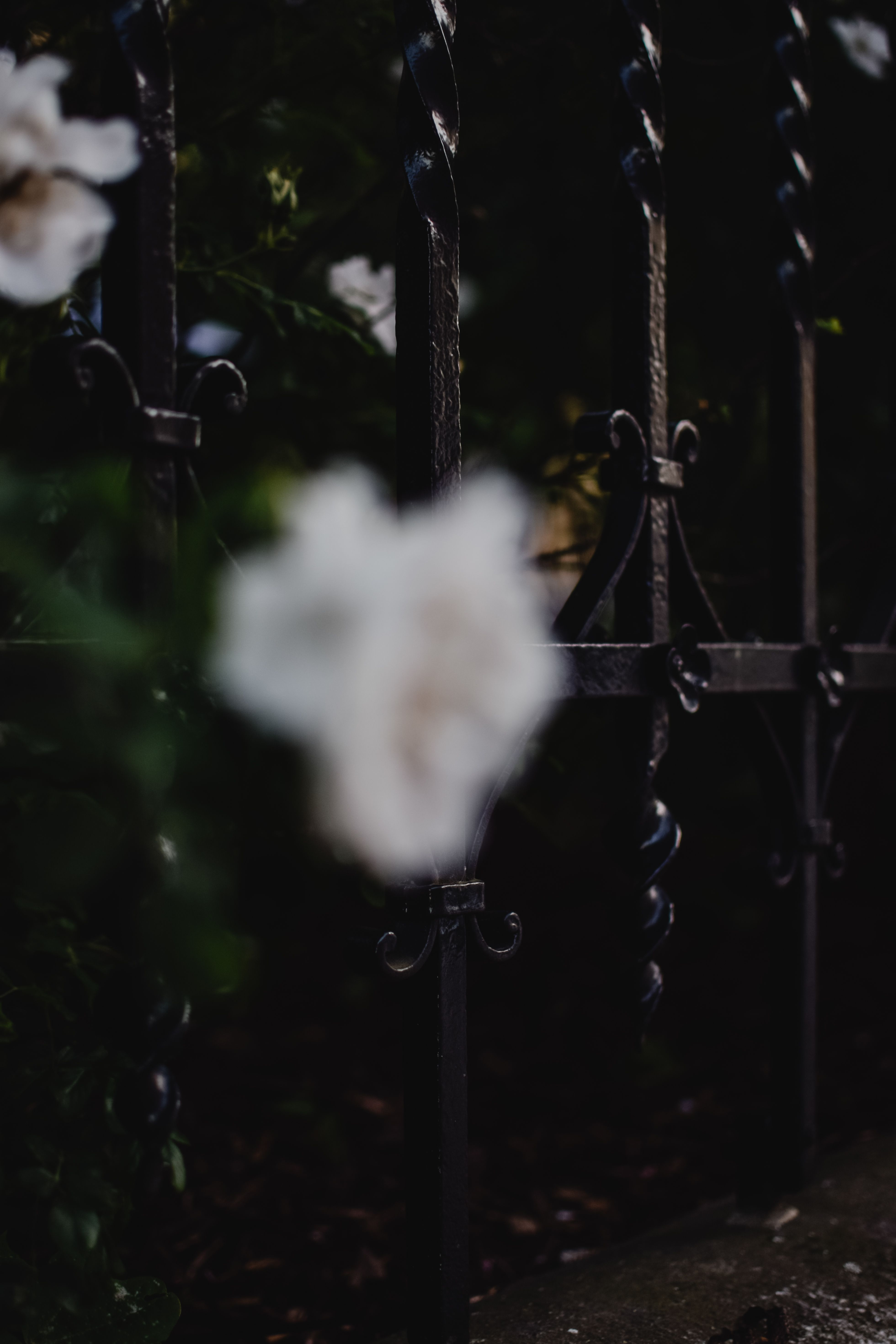 Close-Up shot of Black Metal Fence · Free Stock Photo
