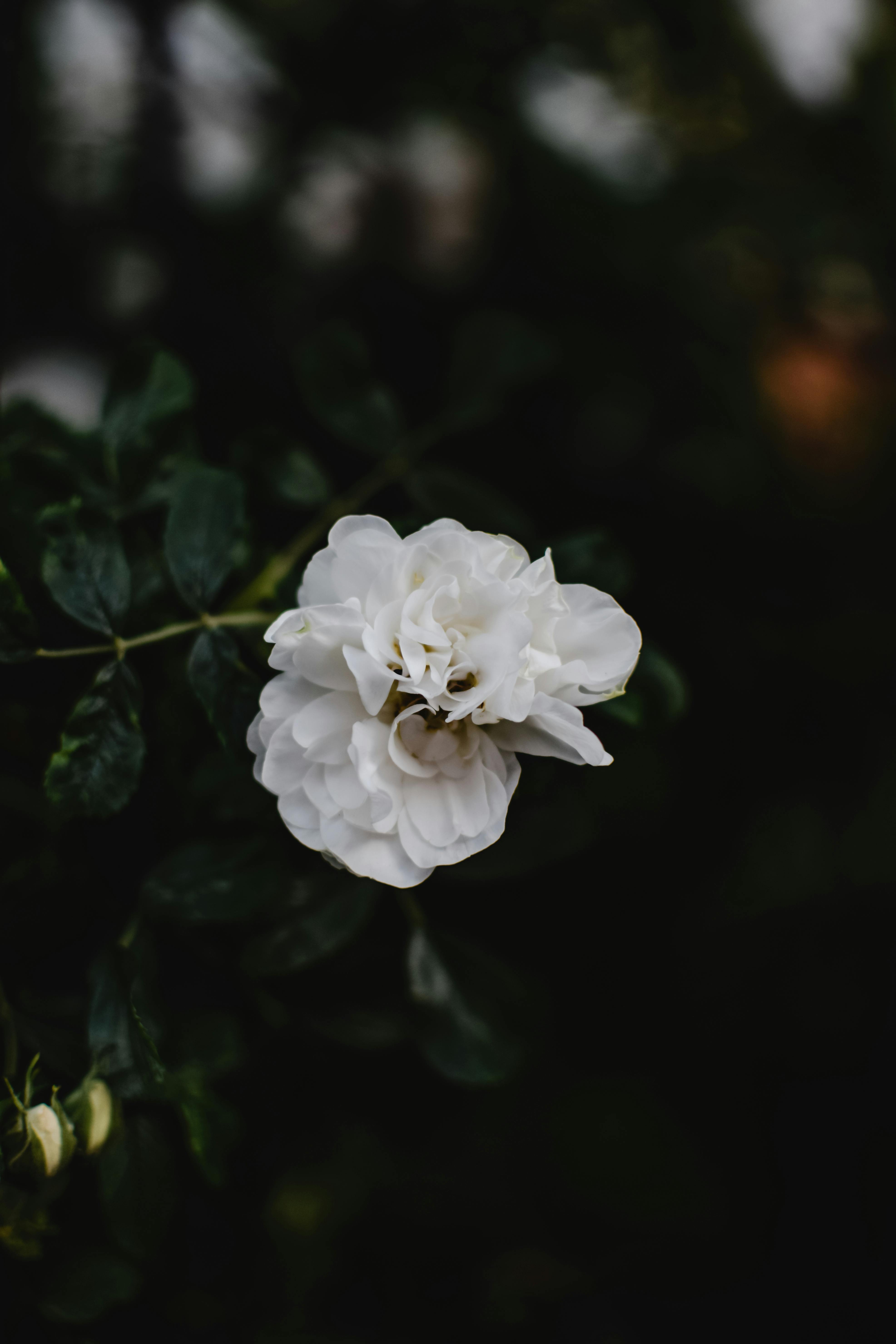 Gardenia Flower HD phone wallpaper  Pxfuel