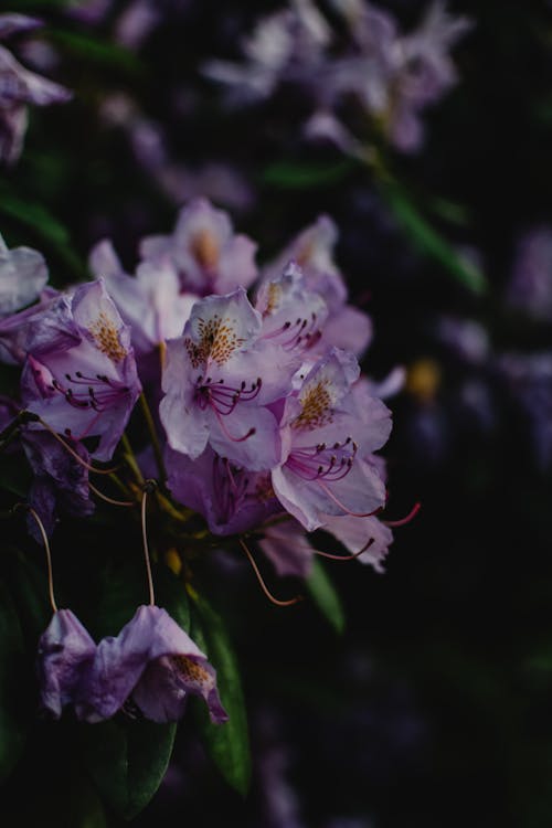 คลังภาพถ่ายฟรี ของ การถ่ายภาพดอกไม้, กุหลาบพันปี, ดอกไม้สีม่วง