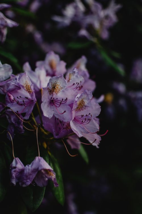 Free Close-up of vibrant pink rhododendron flowers blooming against a blurred natural background. Stock Photo