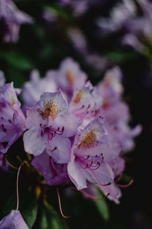 Close-Up Shot of Purple Rhododendron Flowers