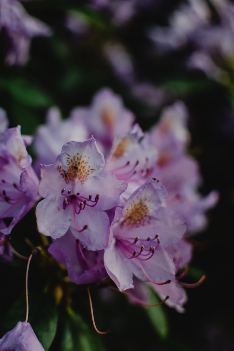 Close-Up Shot Of Purple Rhododendron Flowers