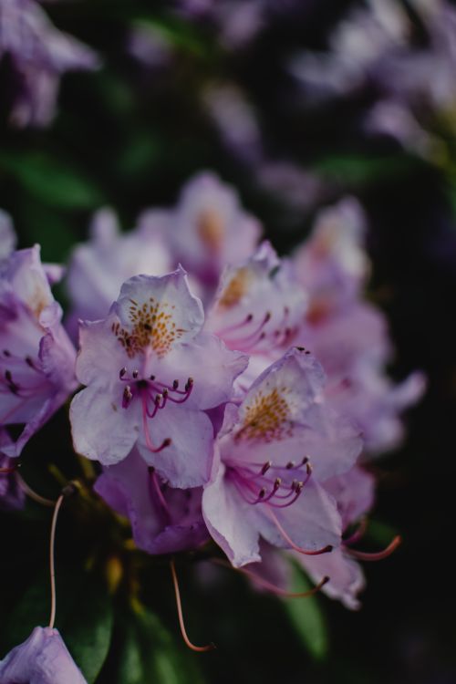 Free Vibrant close-up of blooming purple rhododendrons with a blurred background, showcasing selective focus. Stock Photo