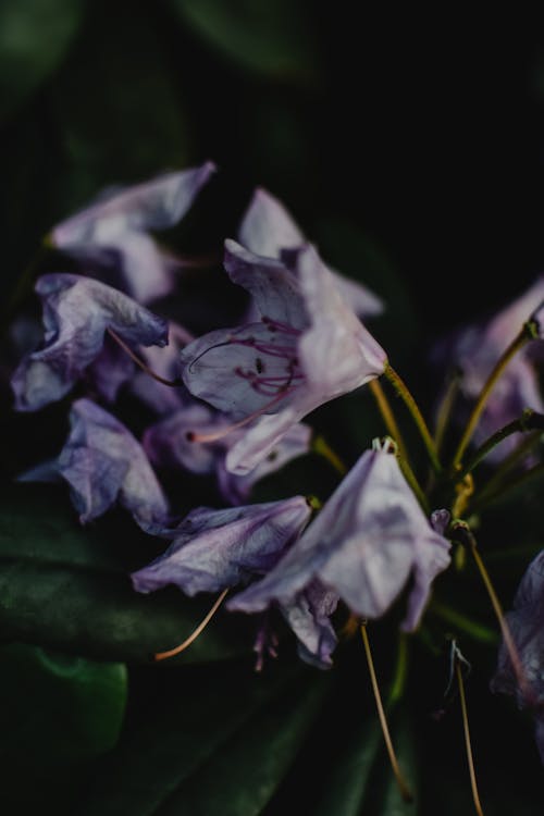 Wilted Purple Flowers in Close-Up Photography
