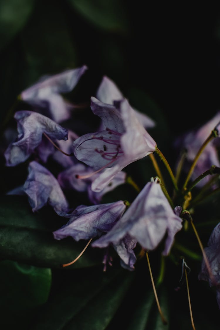 Wilted Purple Flowers In Close-Up Photography