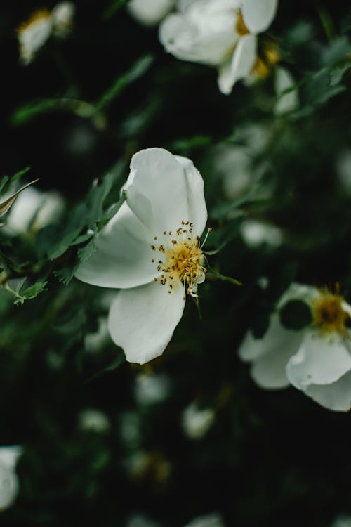 Free White Flower in Close Up Photography Stock Photo