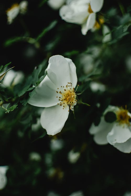 Fotobanka s bezplatnými fotkami na tému biely kvet, flóra, kvet ovocného stromu