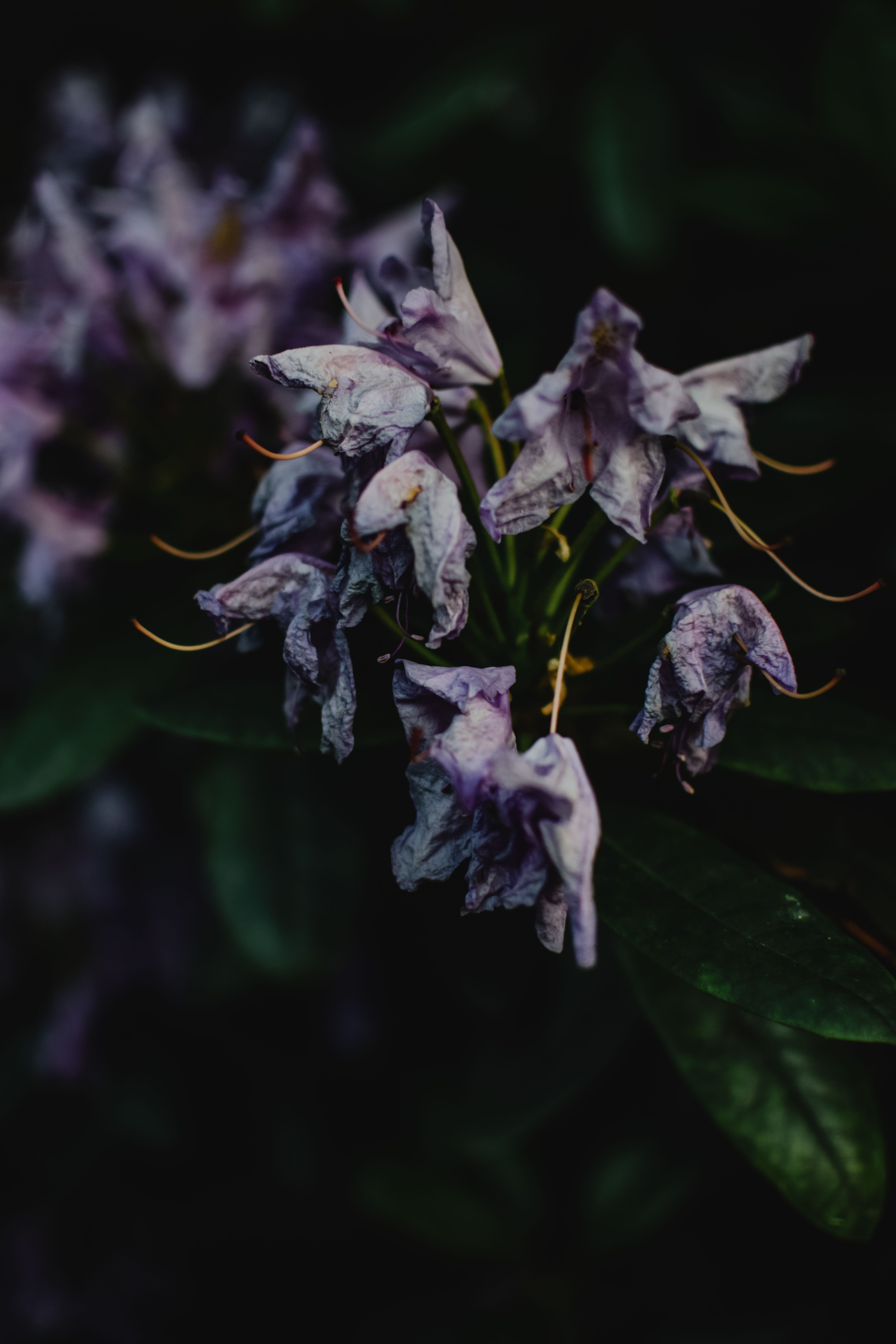 Fotomural Un primer plano de delicadas flores secas de rododendro en un entorno oscuro y melancólico.
