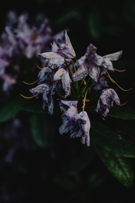 Fotomural Un primer plano de delicadas flores secas de rododendro en un entorno oscuro y melancólico.